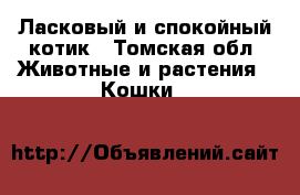 Ласковый и спокойный котик - Томская обл. Животные и растения » Кошки   